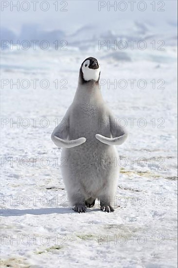 Emperor penguin