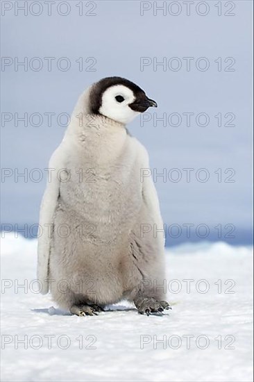 Emperor penguin