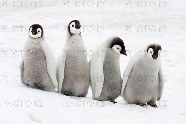 Emperor penguin