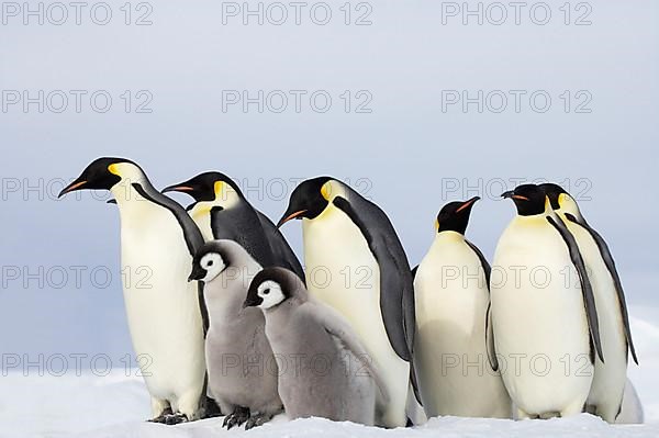 Emperor penguin