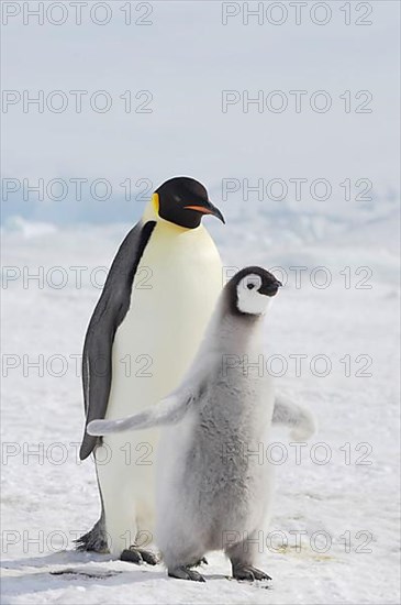 Emperor penguin