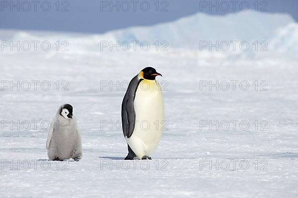 Emperor penguin