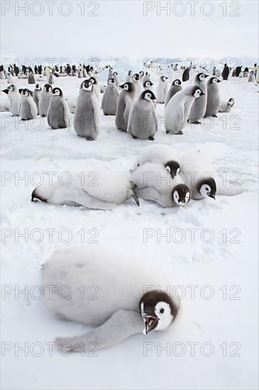 Emperor penguin