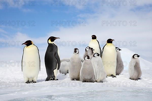 Emperor penguin