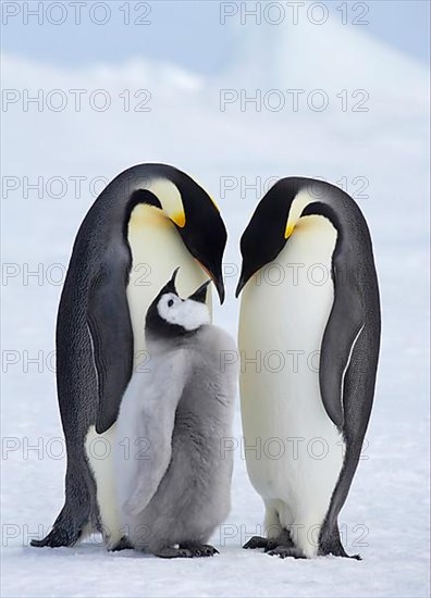 Emperor penguin