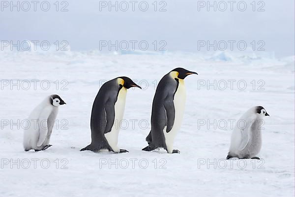 Emperor penguin