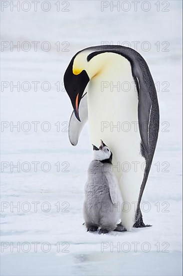 Emperor penguin