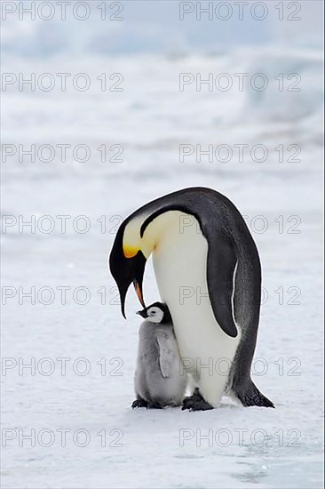 Emperor penguin