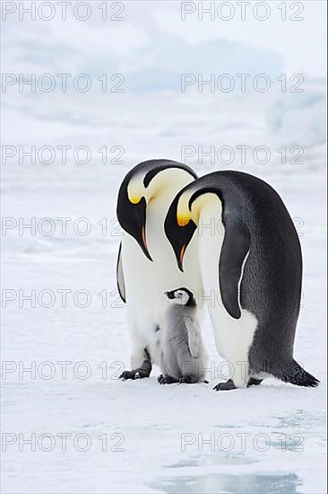 Emperor penguin