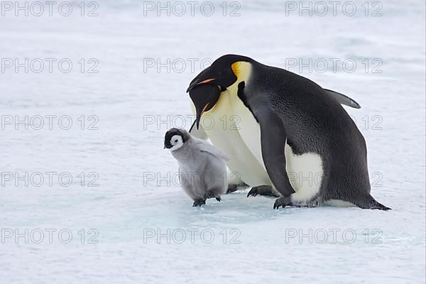 Emperor penguin