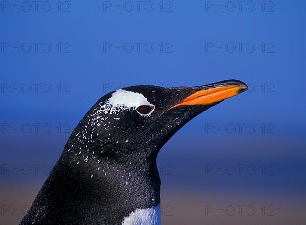 Gentoo Penguin