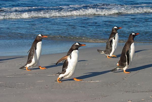 Gentoo Penguin