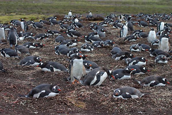 Gentoo Penguin