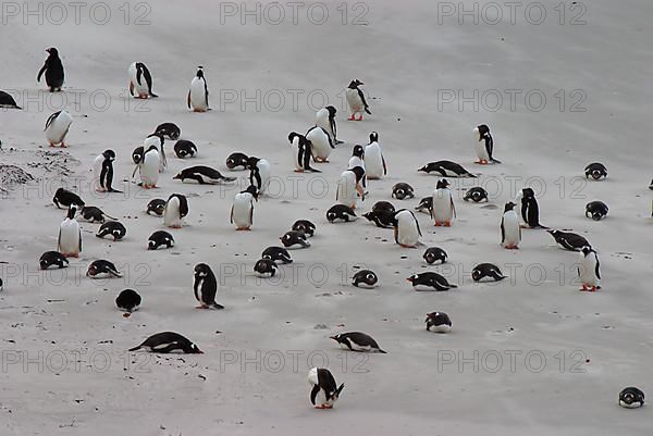 Gentoo penguin