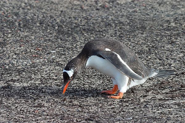 Gentoo Penguin