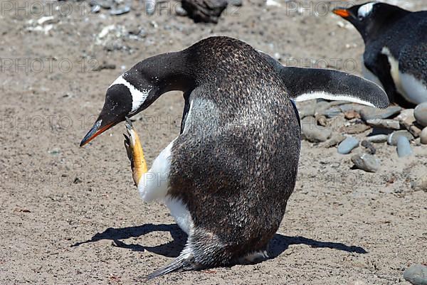 Gentoo Penguin