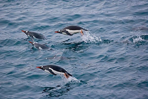 Gentoo penguin