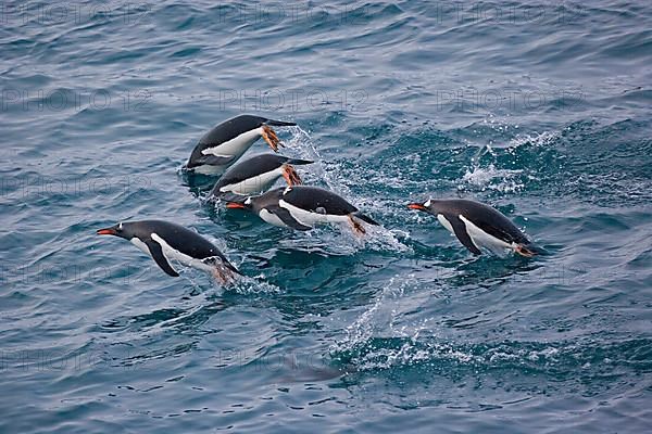 Gentoo penguin