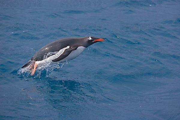 Gentoo penguin