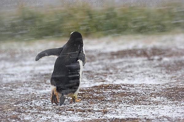 Gentoo penguin