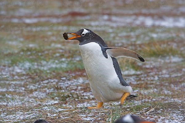 Gentoo penguin