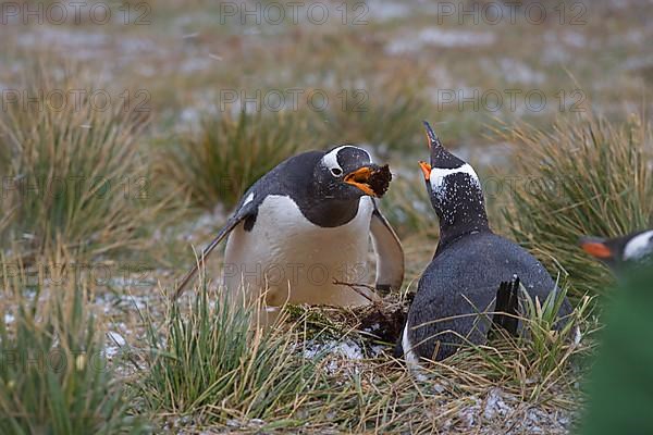 Gentoo penguin