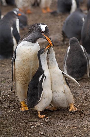 Gentoo penguin