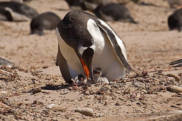 Gentoo penguin