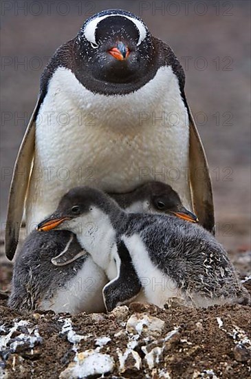 Gentoo penguin