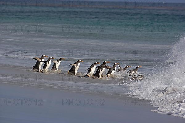 Gentoo penguin