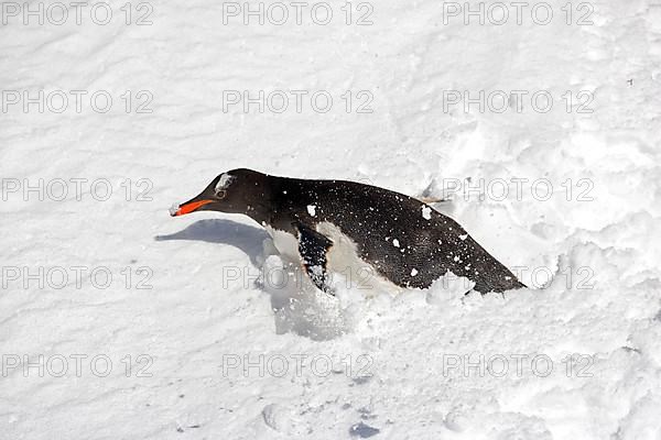 Gentoo penguin