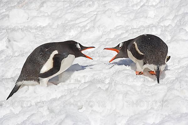 Gentoo penguin