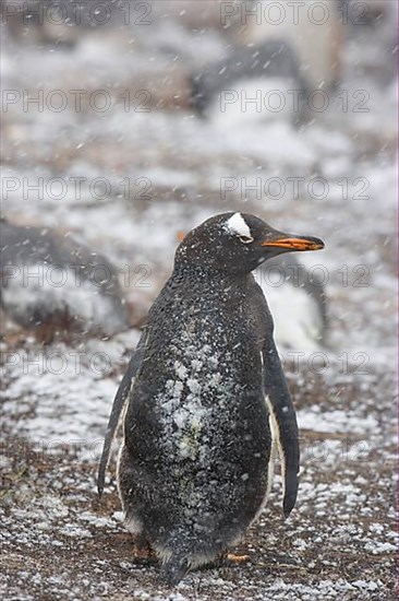 Gentoo penguin