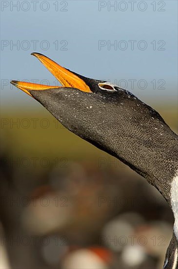 Gentoo penguin