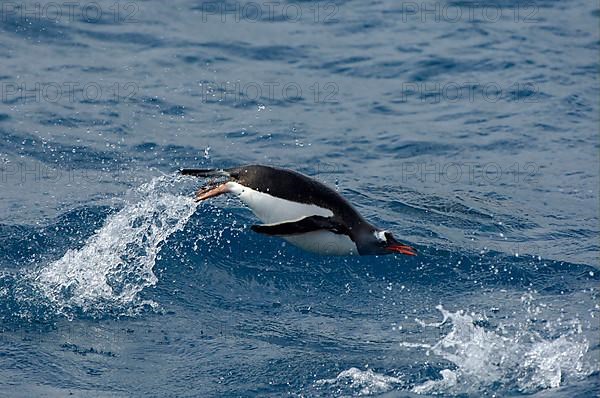 Gentoo penguin