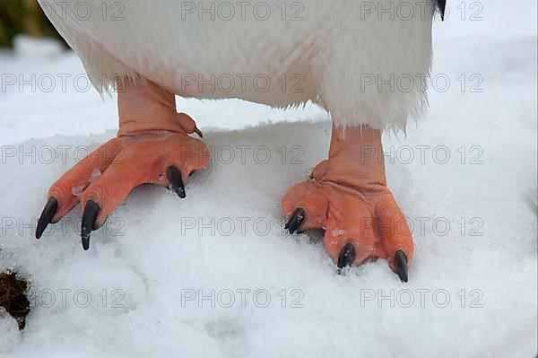 Gentoo penguin