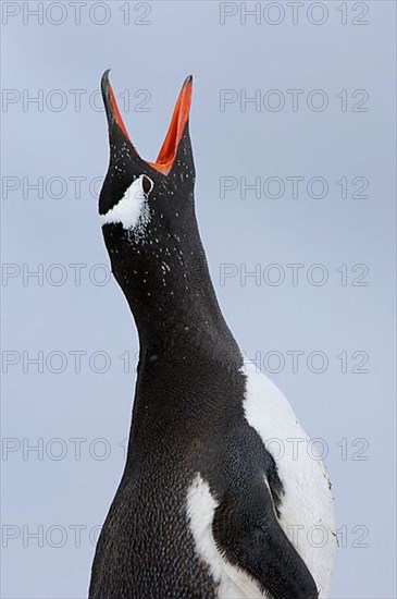 Gentoo penguin