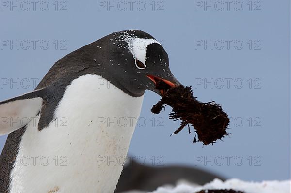 Gentoo penguin