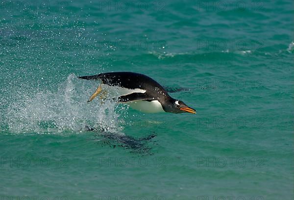 Gentoo penguin