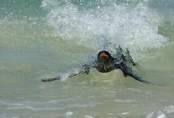 Gentoo penguin