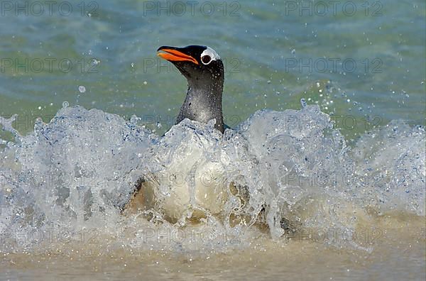 Gentoo penguin