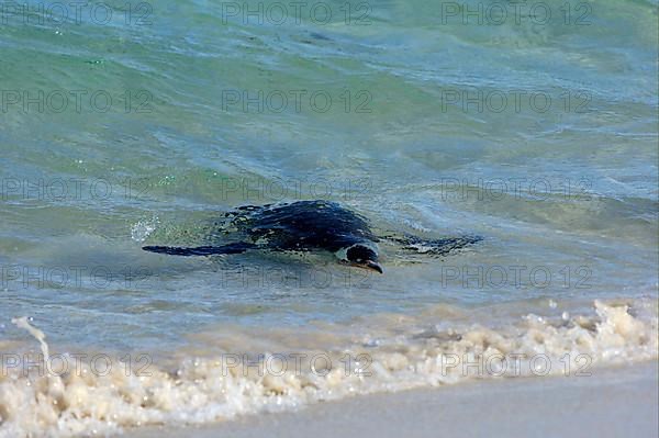 Gentoo penguin