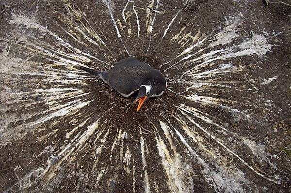 Gentoo penguin