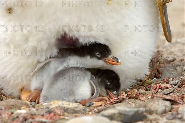 Gentoo penguin