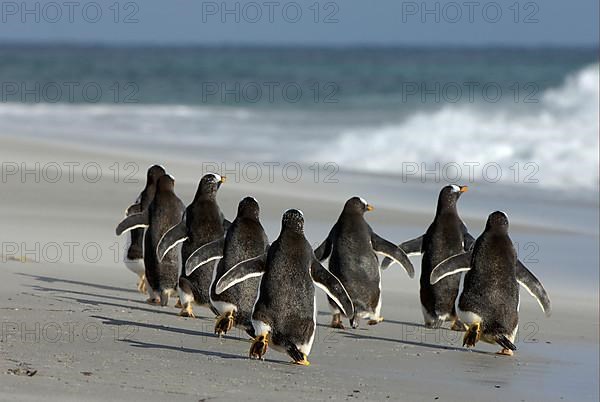 Gentoo penguin