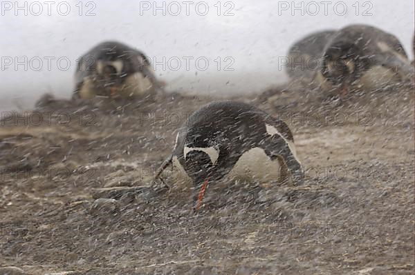 Gentoo penguin