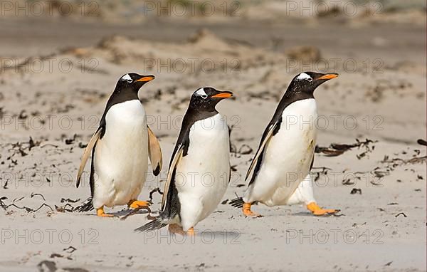 Gentoo penguin