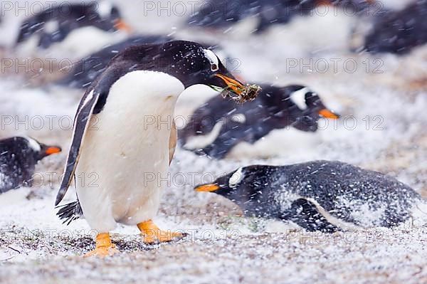 Gentoo penguin