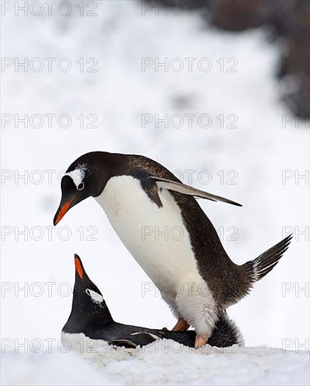 Gentoo penguin