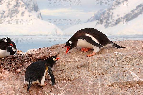 Gentoo Penguin